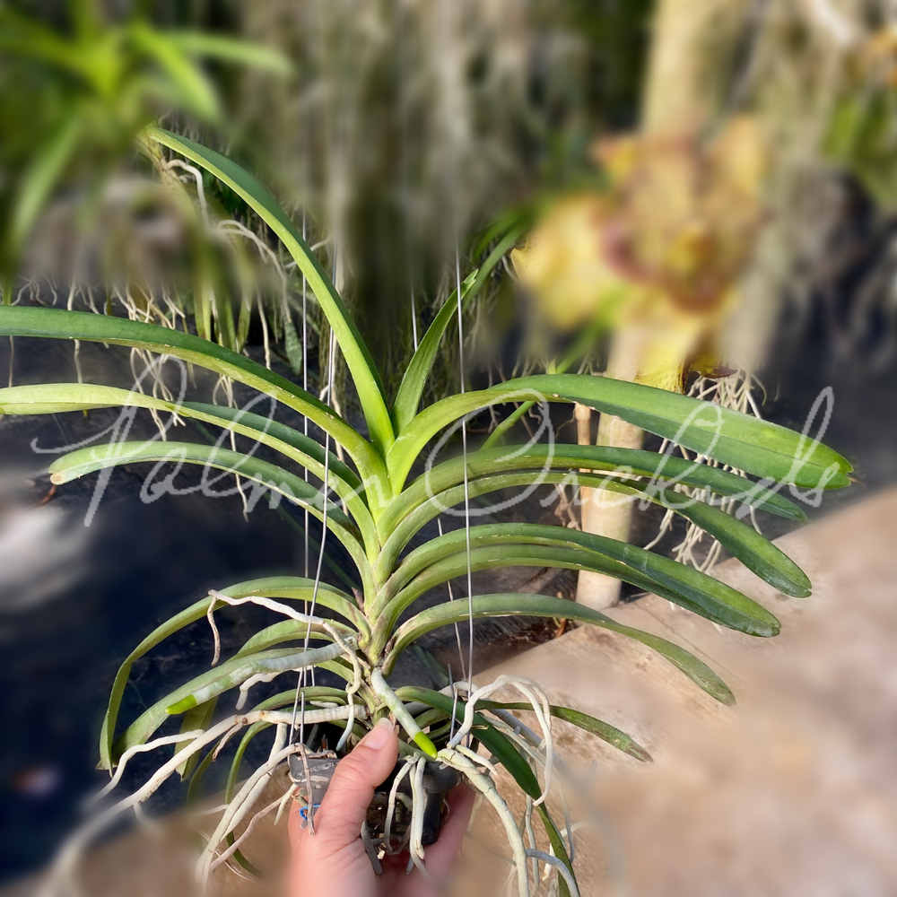 Vanda Christine Morales — Palmer Orchids